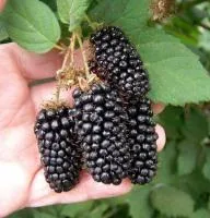 Саженцы ежевики Карака Блэк