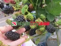 Саженцы ежевики Бжезина ( Brzezina )