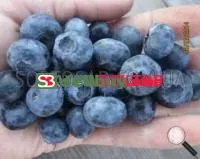 Саженцы голубики Торо ( Toro )